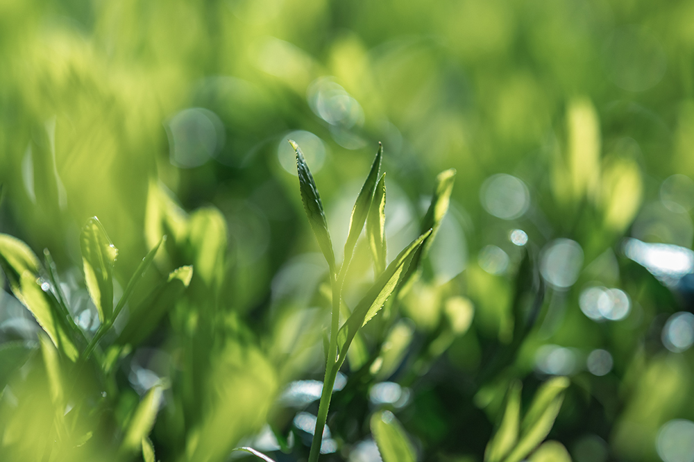 Unique Ingredients and Formulations