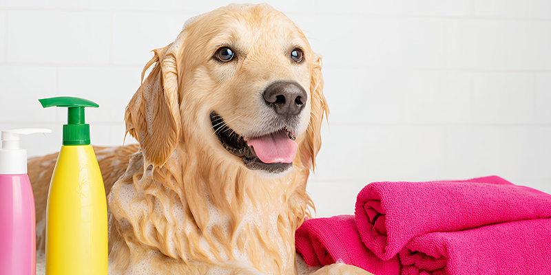Pet Care Products