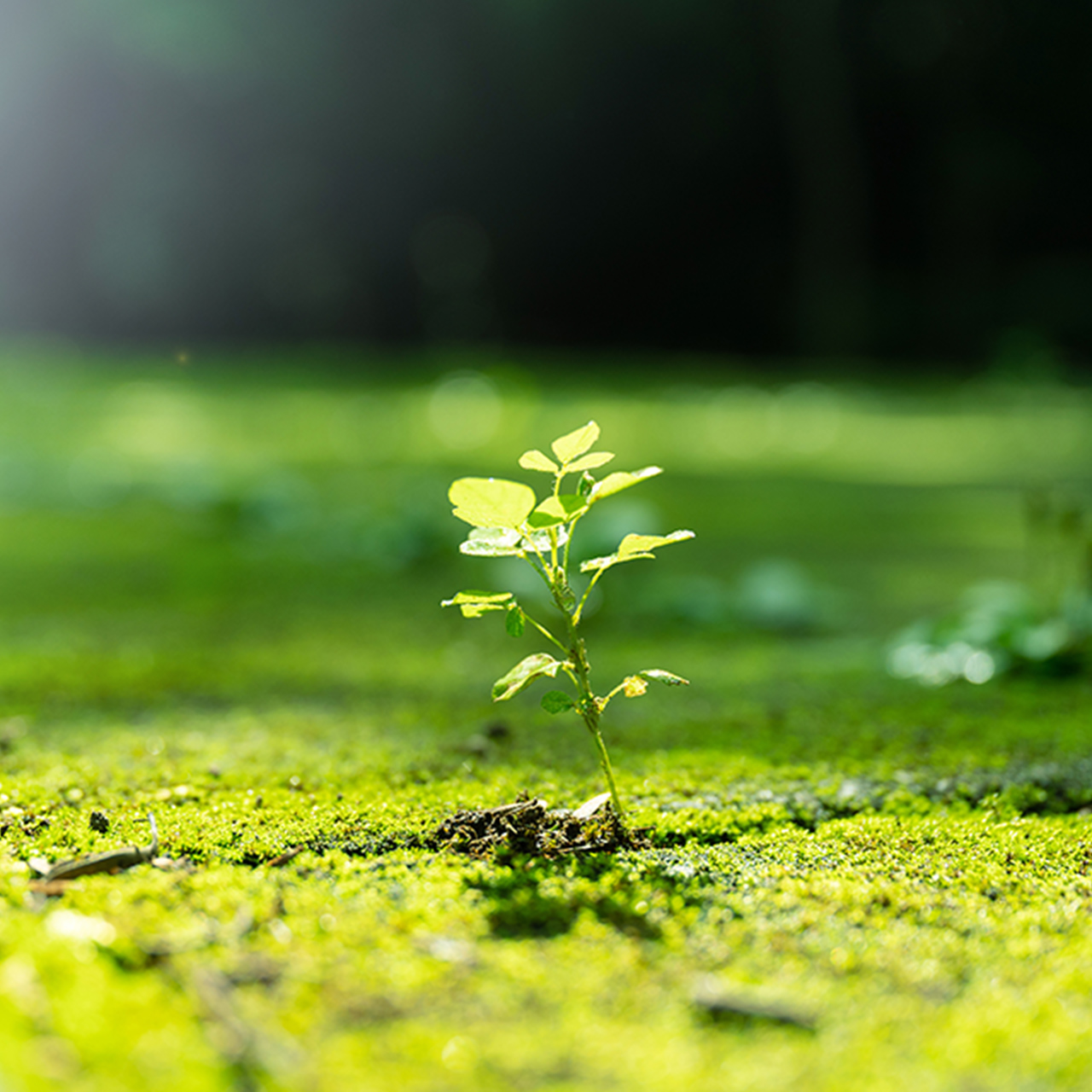 Environmental Initiatives