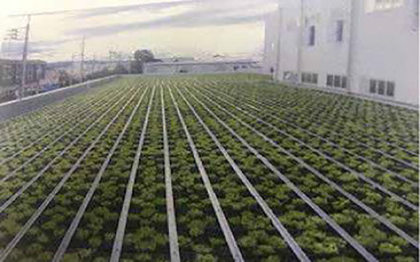 In 2016, Medicos Pharmaceutical established a rooftop green space.